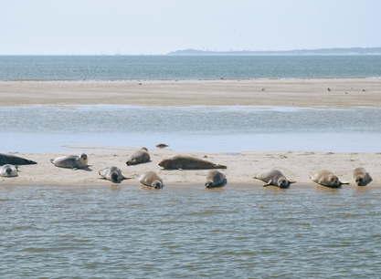 Lauwerszee zeehonden.jpg