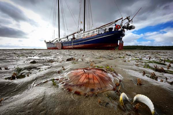 Segeln Holland - Segeln ist: Entschleunigung &  Naturverbundenheit