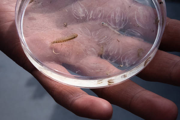 Segelblog - Plastikexpedition auf der Lauwerszee: Sauberes Manöver fürs Wattenmeer